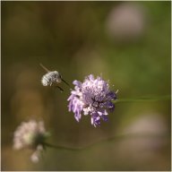 macro 20